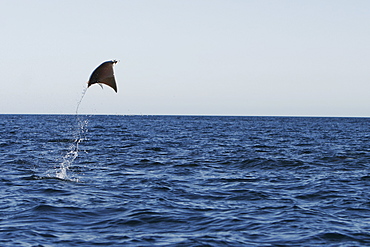 Adult Spinetail Mobula (Mobula japanica) leaping out of the water in the upper Gulf of California (Sea of Cortez), Mexico