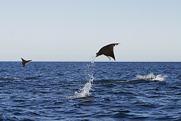 Adult Spinetail Mobula (Mobula japanica) leaping out of the water in the upper Gulf of California (Sea of Cortez), Mexico