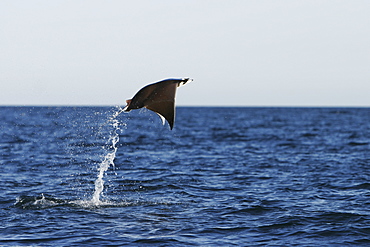 Adult Spinetail Mobula (Mobula japanica) leaping out of the water in the upper Gulf of California (Sea of Cortez), Mexico