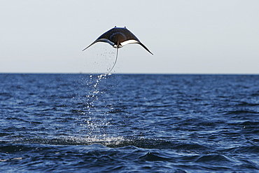 Adult Spinetail Mobula (Mobula japanica) leaping out of the water in the upper Gulf of California (Sea of Cortez), Mexico