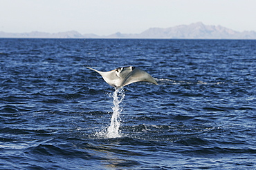 Adult Spinetail Mobula (Mobula japanica) leaping out of the water in the upper Gulf of California (Sea of Cortez), Mexico