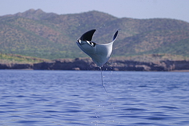 Leaping mobula (Mobula japonica) near Isla Tiburon in the Gulf of California (Sea of Cortez), Mexico.