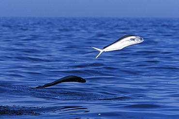 Young Dolphinfish (Coryphaena hippurus) leaping in the midriff region of the Gulf of California (Sea of Cortez), Mexico. Note: other common names include Maha Mahi (Hawaiian) and Dorado (Spanish).