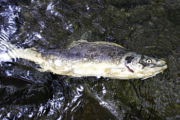 Adult pink salmon (Oncorhynchus gorbuscha) spawning in a stream in southeast Alaska, USA.