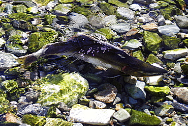 Adult male pink salmon (Oncorhynchus gorbuscha - nicknamed the "Humpbacked salmon") spawning in a stream in southeast Alaska, USA.