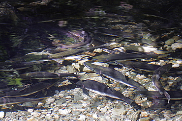 Adult male and female pink salmon (Oncorhynchus gorbuscha - nicknamed the "Humpbacked salmon") spawning in a stream in southeast Alaska, USA.