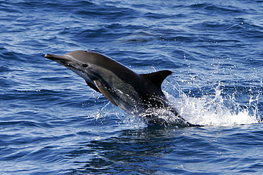 Adult Bottlenose Dolphin (Tursiops truncatus gilli) leaping in the upper Gulf of California (Sea of Cortez), Mexico.