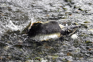 Adult male pink salmon (Oncorhynchus gorbuscha - nicknamed the "Humpbacked salmon") struggling to swim upstream to spawn in a stream in southeast Alaska, USA.