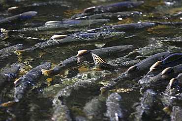 Adult pink salmon (Oncorhynchus gorbuscha) spawning in a stream in southeast Alaska, USA. 