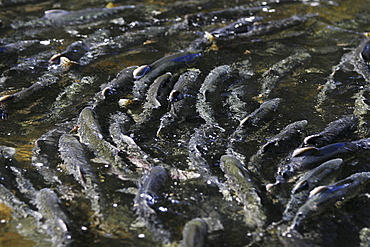 Adult pink salmon (Oncorhynchus gorbuscha) spawning in a stream in southeast Alaska, USA.