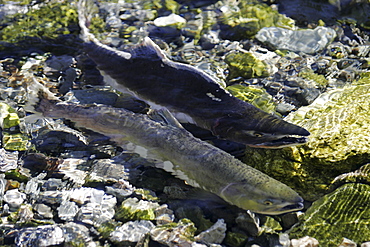 Adult pink salmon (Oncorhynchus gorbuscha) pair spawning in a stream in southeast Alaska, USA