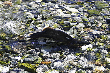 Adult male pink salmon (Oncorhynchus gorbuscha) spawning in a stream in southeast Alaska, USA