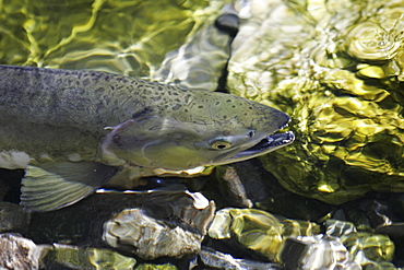 Adult pink salmon (Oncorhynchus gorbuscha) spawning in a stream in southeast Alaska, USA