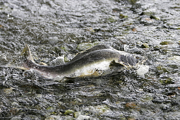 Adult male pink salmon (Oncorhynchus gorbuscha) spawning in a stream in southeast Alaska, USA