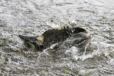 Adult male pink salmon (Oncorhynchus gorbuscha) spawning in a stream in southeast Alaska, USA