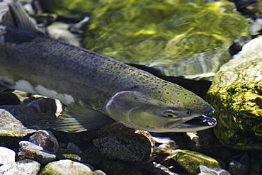 Adult pink salmon (Oncorhynchus gorbuscha) spawning in a stream in southeast Alaska, USA