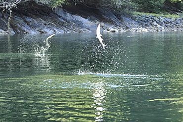 Spawning pink salmon (Oncorhynchus gorbuscha) leaping in Red Bluff Bay, Southeast Alaska, USA