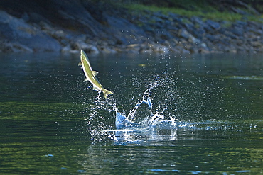 Spawning pink salmon (Oncorhynchus gorbuscha) leaping in Red Bluff Bay, Southeast Alaska, USA