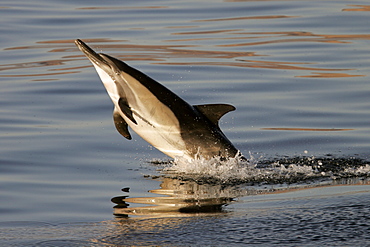 Long-beaked Common Dolphin (Delphinus capensis) leaping at sunrise in the Gulf of California (Sea of Cortez), Mexico.