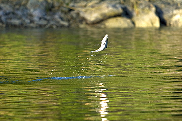 Spawning pink salmon (Oncorhynchus gorbuscha) leaping in Red Bluff Bay, Southeast Alaska, USA