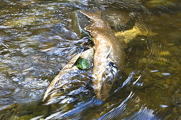 Dead and dying pink salmon (Oncorhynchus gorbuscha) gathering after the spawn just outside of Sitka, Southeast Alaska, USA