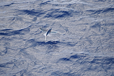 Atlantic flying fish (Cypselurus melanurus) fleeing the bow and taking flight for safety near Ascension Island in the Atlantic Ocean.