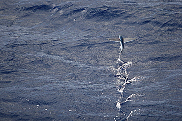 Atlantic flying fish (Cypselurus melanurus) fleeing the bow and taking flight for safety near Ascension Island in the Atlantic Ocean.