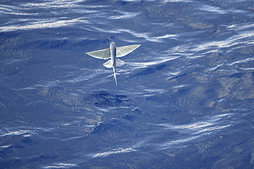 Atlantic flying fish (Cypselurus melanurus) fleeing the bow and taking flight for safety near Ascension Island in the Atlantic Ocean.