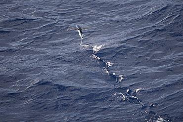 Atlantic flying fish (Cypselurus melanurus) fleeing the bow and taking flight for safety near Ascension Island in the Atlantic Ocean.