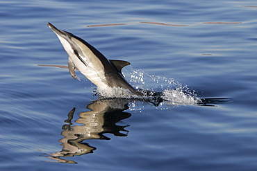 Long-beaked Common Dolphin (Delphinus capensis) leaping at sunrise in the Gulf of California (Sea of Cortez), Mexico.