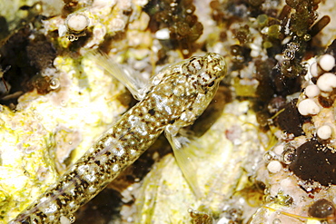 Life in a tidepool - macro close-up details of the tiny inhabitants (small blenny) in a tidepool in the Gulf of California (Sea of Cortez), Mexico.