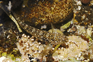 Life in a tidepool - macro close-up details of the tiny inhabitants (small blenny) in a tidepool in the Gulf of California (Sea of Cortez), Mexico.