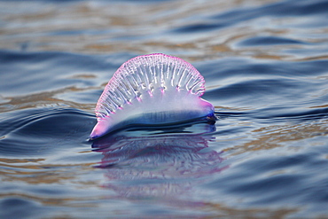 Portuguese Man 'O War (Physalia physalis) floating on the surface off the Cape Verde Island Group in the northern Atlantic Ocean.