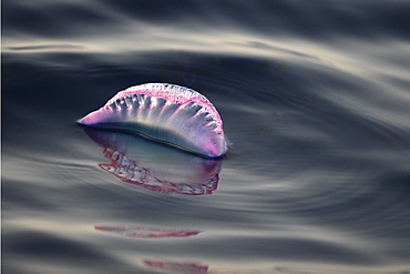 Portuguese Man 'O War (Physalia physalis) floating on the surface off the Cape VErde Island Group in the northern Atlantic Ocean.