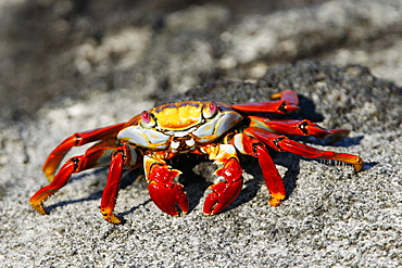 Sally lightfoot crab (Grapsus grapsus)close up showing magnificent red coloration in the litoral of the Galapagos Island Archipeligo, Ecuador.