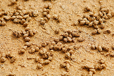 Adult ghost crabs (Ocypode sp.) on the beach at Bartolome Island in the Galapagos Island Group, Ecuador