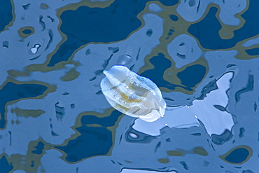 Beroid Ctenophore (Beroe spp.) drifting on the surface of the ocean near the Antarctic Peninsula.