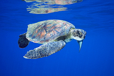 Pacific Green Sea Turtle (Chelonia mydas)
Hawaii.