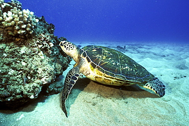 Pacific Green Sea Turtle (Chelonia mydas) resting against coral head off Kapalua, Maui, Hawaii.