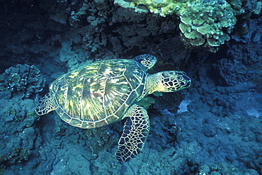 Adult female Green Sea Turtle (Chelonia mydas) underwater on a reef at Olowalu, Maui, Hawaii.