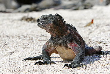 The endemic marine iguana (Amblyrhynchus cristatus) in the Galapagos Island Group, Ecuador