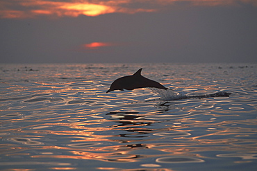 Long-beaked Common Dolphin (Delphinus capensis) at sunset in Northern Gulf of California, Mexico
(Restricted Resolution - pls contact us)