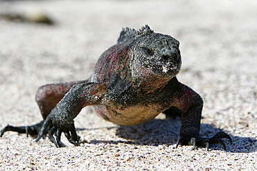 The endemic marine iguana (Amblyrhynchus cristatus) in the Galapagos Island Group, Ecuador