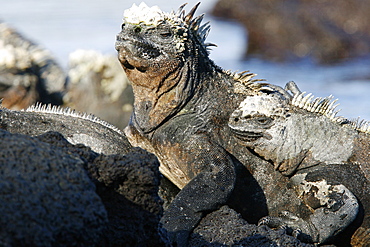 The endemic marine iguana (Amblyrhynchus cristatus) in the Galapagos Island Group, Ecuador