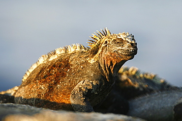 The endemic marine iguana (Amblyrhynchus cristatus) in the Galapagos Island Group, Ecuador