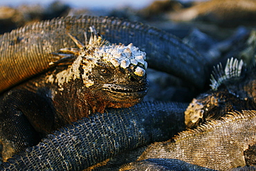 The endemic marine iguana (Amblyrhynchus cristatus) head detail in the Galapagos Island Group, Ecuador