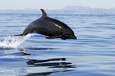 Adult Bottlenose Dolphin (Tursiops truncatus gilli) leaping in the upper Gulf of California (Sea of Cortez), Mexico.