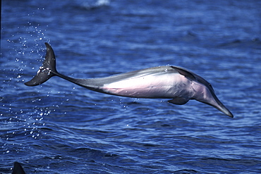 Long-beaked Common Dolphin, Delphinus capensis, pod leaping in Bahia de los Angeles, Baja California, Mexico