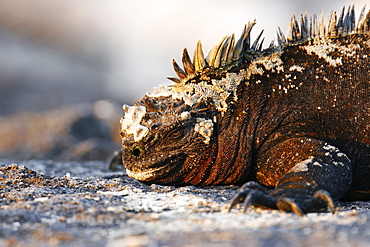 The endemic marine iguana (Amblyrhynchus cristatus) in the Galapagos Island Group, Ecuador