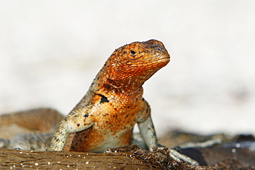 Lava lizard (Microlophus spp) in the Galapagos Island Archipeligo. Many of the islands have their own endemic species.